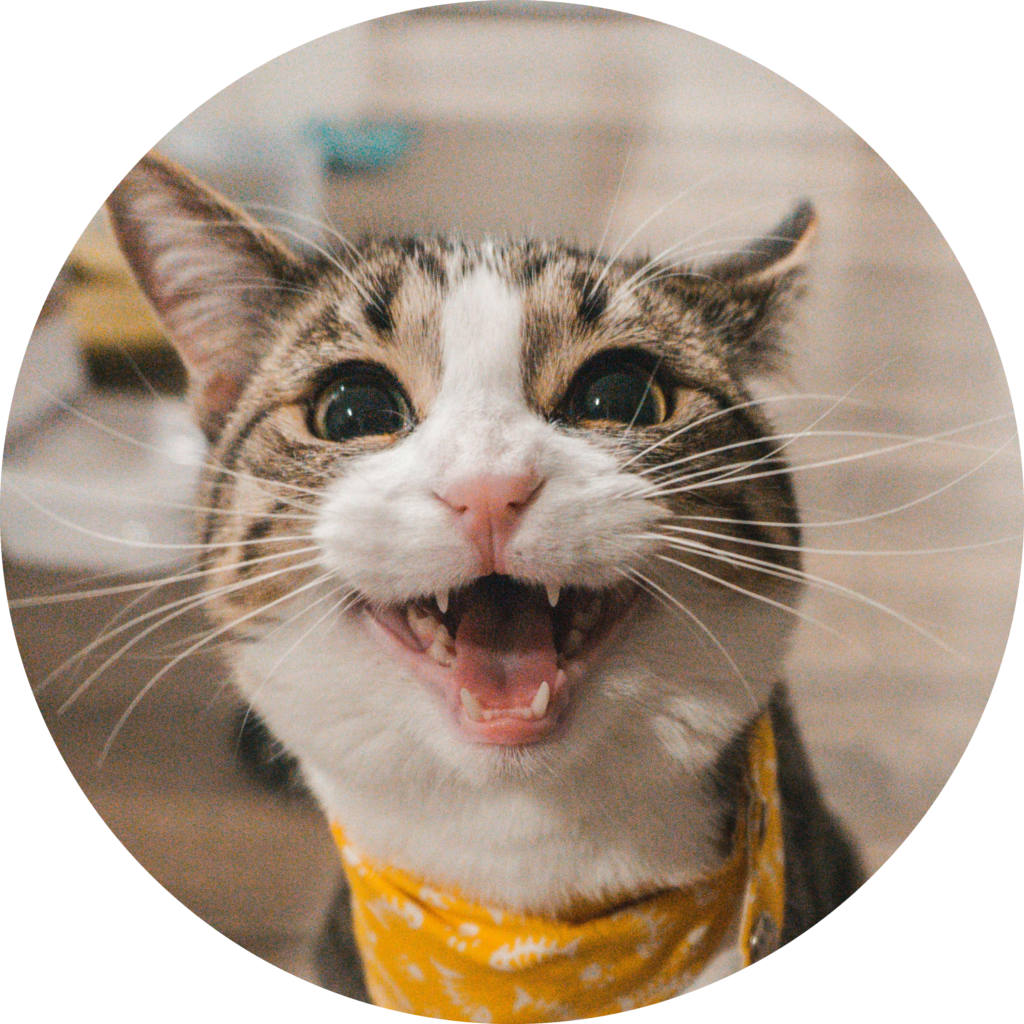 クリックで拡大