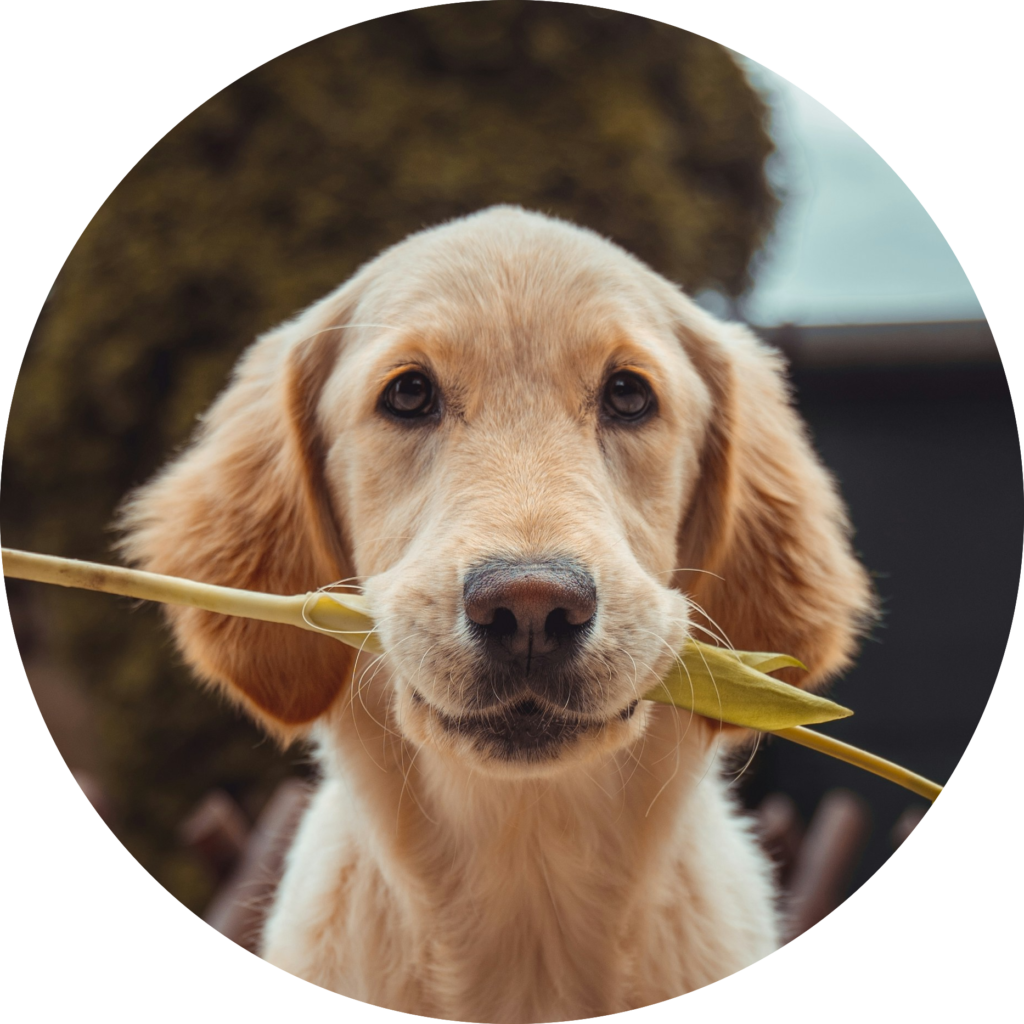 クリックで拡大