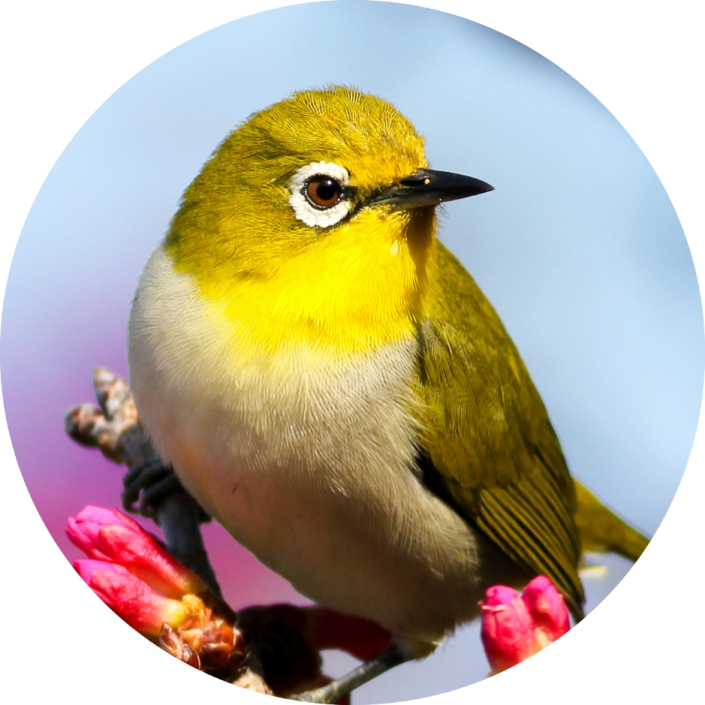 クリックで拡大