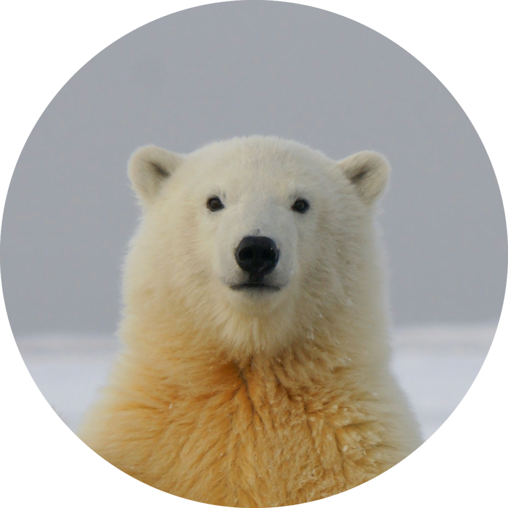 クリックで拡大