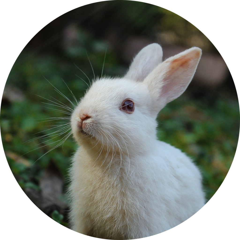 クリックで拡大